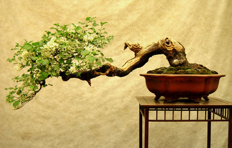 bonsai